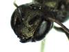 311554 – Photo : Daniel INGREMEAU – France (36)